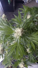 Floraison  54 (17)