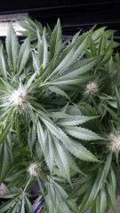 Floraison  51 (10)
