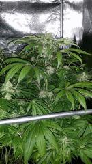 Floraison  57 (5)