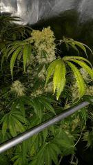 Floraison  62 (1)