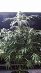 Floraison  51 (24)