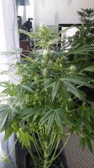 Floraison  36 (11)
