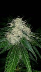Floraison  41 (12)