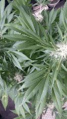 Floraison  55 (10)
