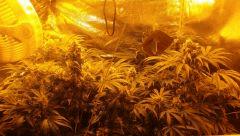 Floraison  50 (21)