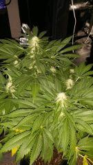 Floraison  42 (10)