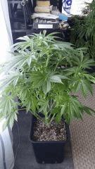 Floraison  27 (18)
