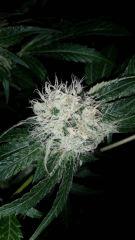 Floraison  48 (16)
