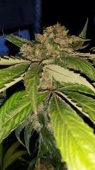 Floraison  61 (3)