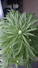 Floraison  32 (12)