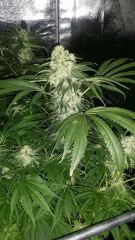 Floraison  47 (5)