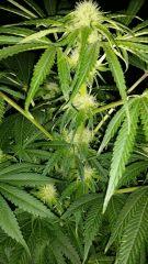 Floraison  29 (6)