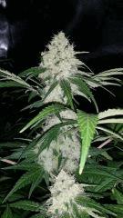 Floraison  53 (10)