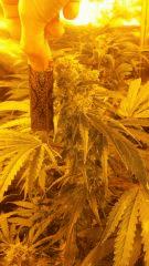 Floraison  50 (23)