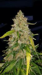 Floraison  70 (6)