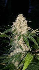 Floraison  54 (19)