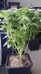Floraison  22 (12)