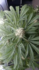 Floraison  58 (4)