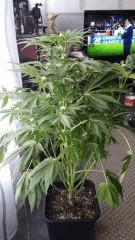 Floraison  32 (13)