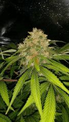Floraison  65 (11)