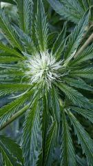 Floraison  27 (14)