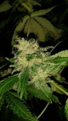 Floraison  70 (23)