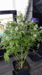 Floraison  55 (2)