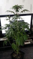 Floraison  55 (19)