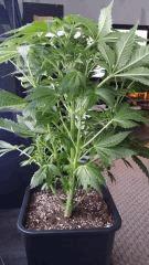 Floraison  19 (9)
