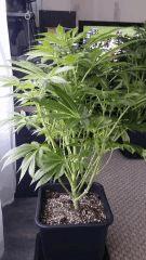 Floraison  24 (14)