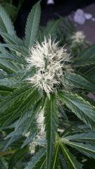 Floraison  37 (12)