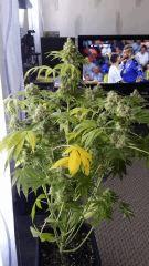 Floraison  63 (18)