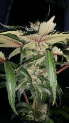 Floraison  54 (3)
