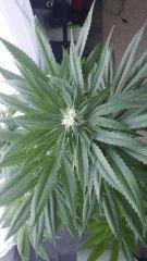 Floraison  37 (1)