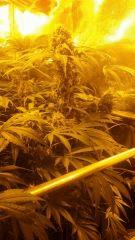 Floraison  50 (5)