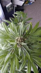 Floraison  58 (1)