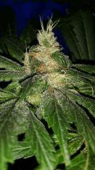Floraison  51 (4)