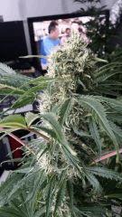Floraison  45 (20)