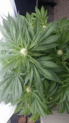 Floraison  38 (6)