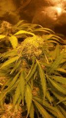 Floraison  59 (11)