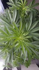 Floraison  24 (9)