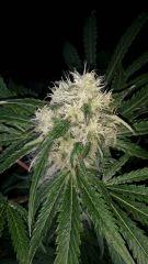 Floraison  43 (16)