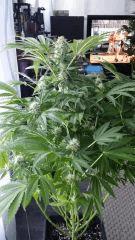 Floraison  46 (11)