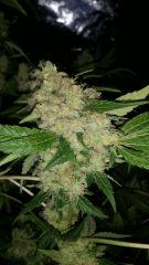 Floraison  65 (9)