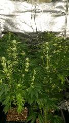 Floraison  31 (20)