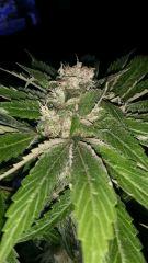 Floraison  52 (3)