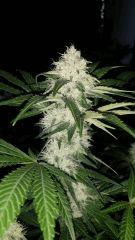 Floraison  42 (16)