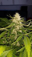 Floraison  58 (10)