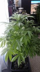 Floraison  43 (8)