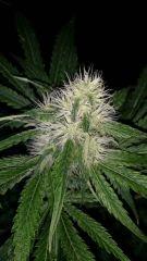 Floraison  37 (16)